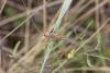 Tylopsis lilifolia